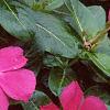 Catharanthus roseus 'Pacifica Deep Orchid', flowers