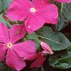 Catharanthus roseus 'Pacifica Deep Orchid', flowers