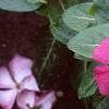Catharanthus roseus 'Pacifica Deep Orchid', flowers