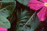 Catharanthus roseus 'Pacifica Deep Orchid', flowers