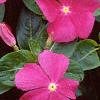 Catharanthus roseus 'Pacifica Deep Orchid', flowers