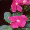 Catharanthus roseus 'Pacifica Deep Orchid', flowers