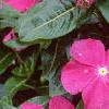 Catharanthus roseus 'Pacifica Deep Orchid', flowers