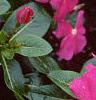 Catharanthus roseus 'Pacifica Deep Orchid', flowers