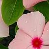 Catharanthus roseus 'Pacifica Apricot', flowers