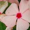 Catharanthus roseus 'Pacifica Apricot', flowers