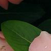 Catharanthus roseus 'Pacifica Apricot', flowers