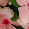 Catharanthus roseus 'Pacifica Apricot', flowers