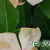 Catharanthus roseus 'Pacifica Apricot', flowers