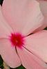 Catharanthus roseus 'Pacifica Apricot', flowers
