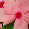 Catharanthus roseus 'Pacifica Apricot', flowers