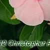 Catharanthus roseus 'Pacifica Apricot', flowers