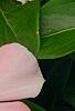 Catharanthus roseus 'Pacifica Apricot', flowers