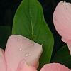 Catharanthus roseus 'Pacifica Apricot', flowers