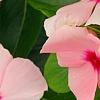 Catharanthus roseus 'Pacifica Apricot', flowers