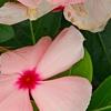 Catharanthus roseus 'Pacifica Apricot', flowers