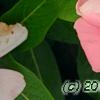 Catharanthus roseus 'Pacifica Apricot', flowers