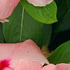 Catharanthus roseus 'Pacifica Apricot', flowers