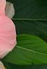 Catharanthus roseus 'Pacifica Apricot', flowers