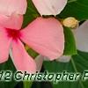 Catharanthus roseus 'Pacifica Apricot', flowers