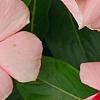 Catharanthus roseus 'Pacifica Apricot', flowers