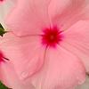 Catharanthus roseus 'Pacifica Apricot', flowers