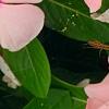 Catharanthus roseus 'Pacifica Apricot', flowers