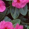 Catharanthus roseus 'Pacifica Lilac', flowers