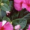 Catharanthus roseus 'Pacifica Lilac', flowers