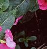 Catharanthus roseus 'Pacifica Lilac', flowers
