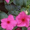 Catharanthus roseus 'Pacifica Lilac', flowers