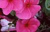 Catharanthus roseus 'Pacifica Lilac', flowers