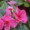 Catharanthus roseus 'Pacifica Lilac', flowers