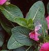 Catharanthus roseus 'Pacifica Lilac', flowers