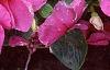 Catharanthus roseus 'Pacifica Lilac', flowers