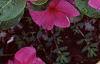 Catharanthus roseus 'Pacifica Lilac', flowers