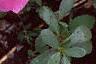 Catharanthus roseus 'Pacifica Lilac', flowers