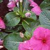 Catharanthus roseus 'Pacifica Lilac', flowers