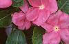 Catharanthus roseus 'Pacifica Peach', flowers