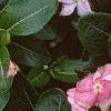 Catharanthus roseus 'Pacifica Peach', flowers