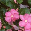 Catharanthus roseus 'Pacifica Peach', flowers