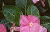 Catharanthus roseus 'Pacifica Peach', flowers