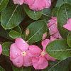 Catharanthus roseus 'Pacifica Peach', flowers