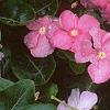 Catharanthus roseus 'Pacifica Peach', flowers