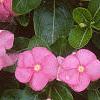 Catharanthus roseus 'Pacifica Peach', flowers
