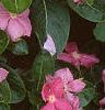 Catharanthus roseus 'Pacifica Peach', flowers