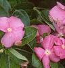 Catharanthus roseus 'Pacifica Peach', flowers