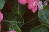 Catharanthus roseus 'Pacifica Peach', flowers