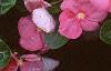 Catharanthus roseus 'Pacifica Peach', flowers