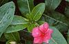 Catharanthus roseus 'Pacifica Red', flowers